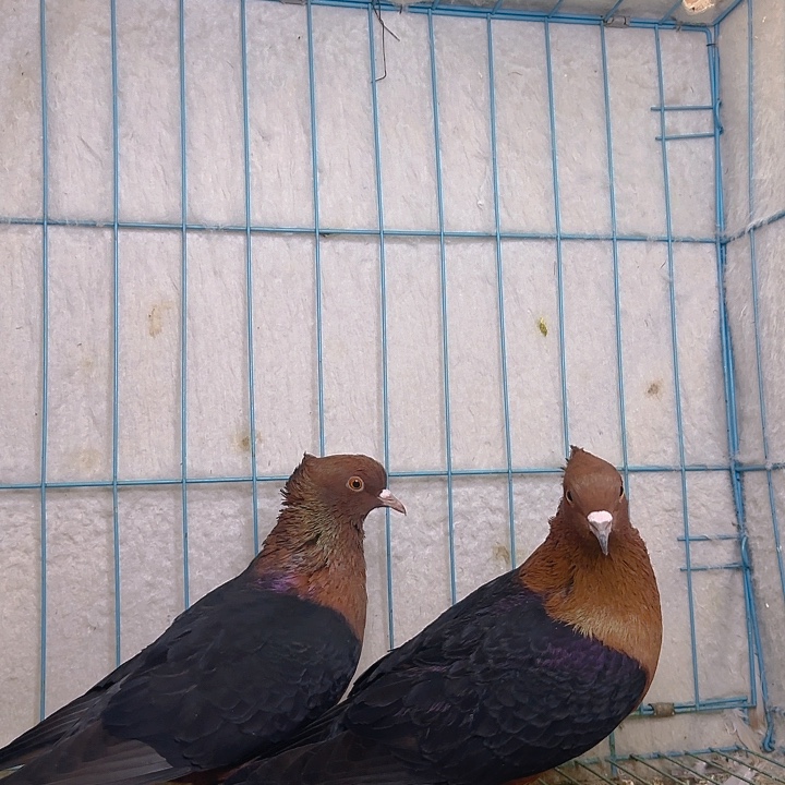 L***N1111111111中国大陆包装