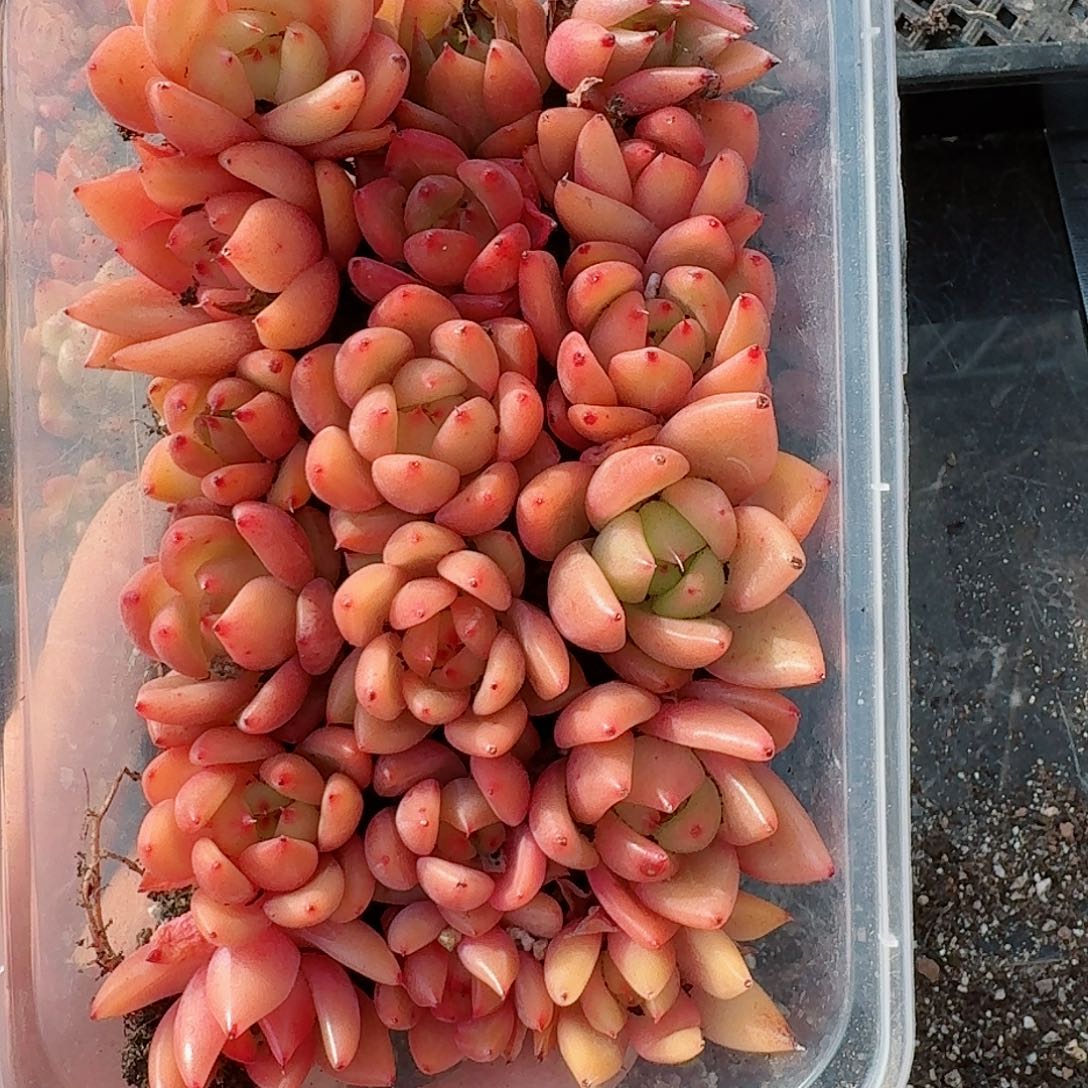 杂交新品珍妮多肉294