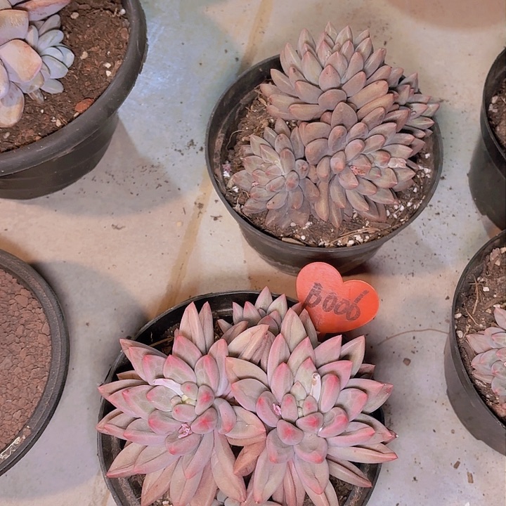 木*远红蜻蜓一物一拍B006