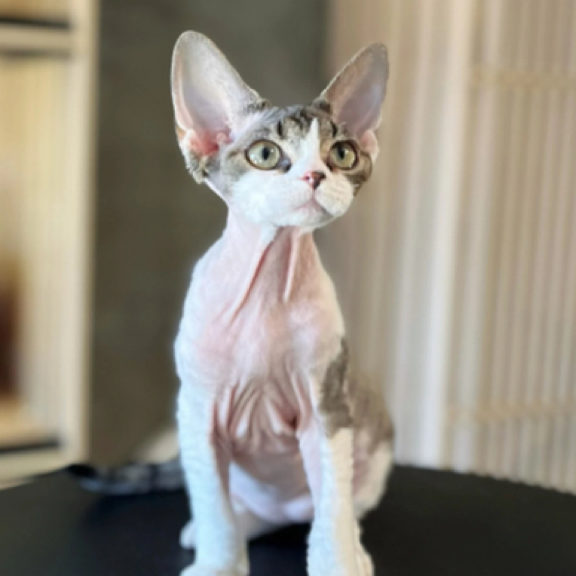 东哥的德文卷毛猫虎斑开脸虎斑加白弟弟活体