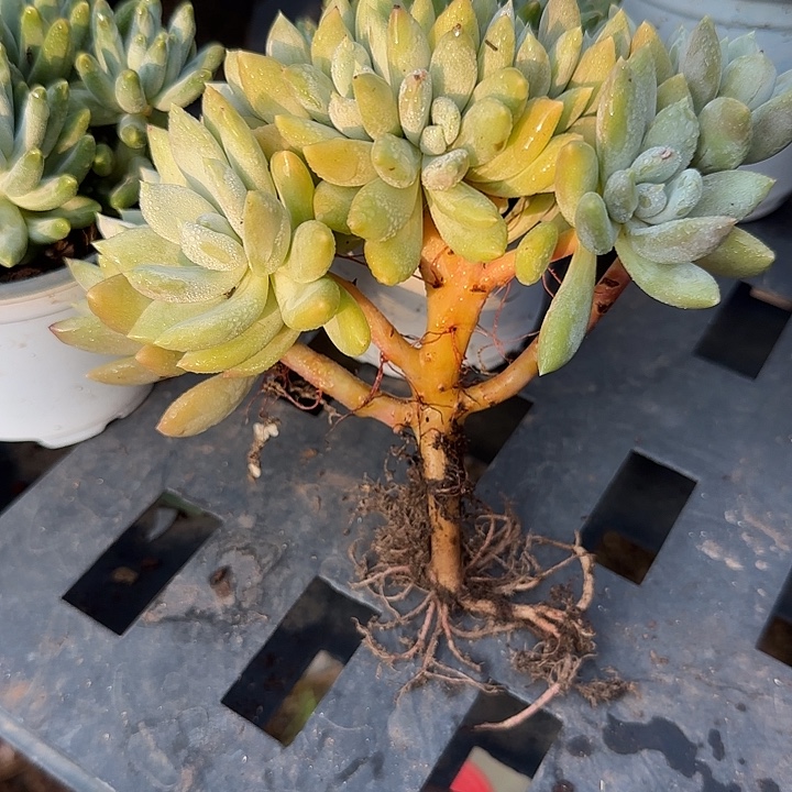 花***带青蛙王子儿童牙膏套装11