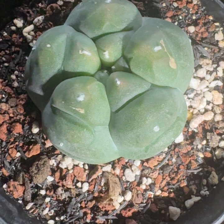 长谷川肋骨自跟仙人球