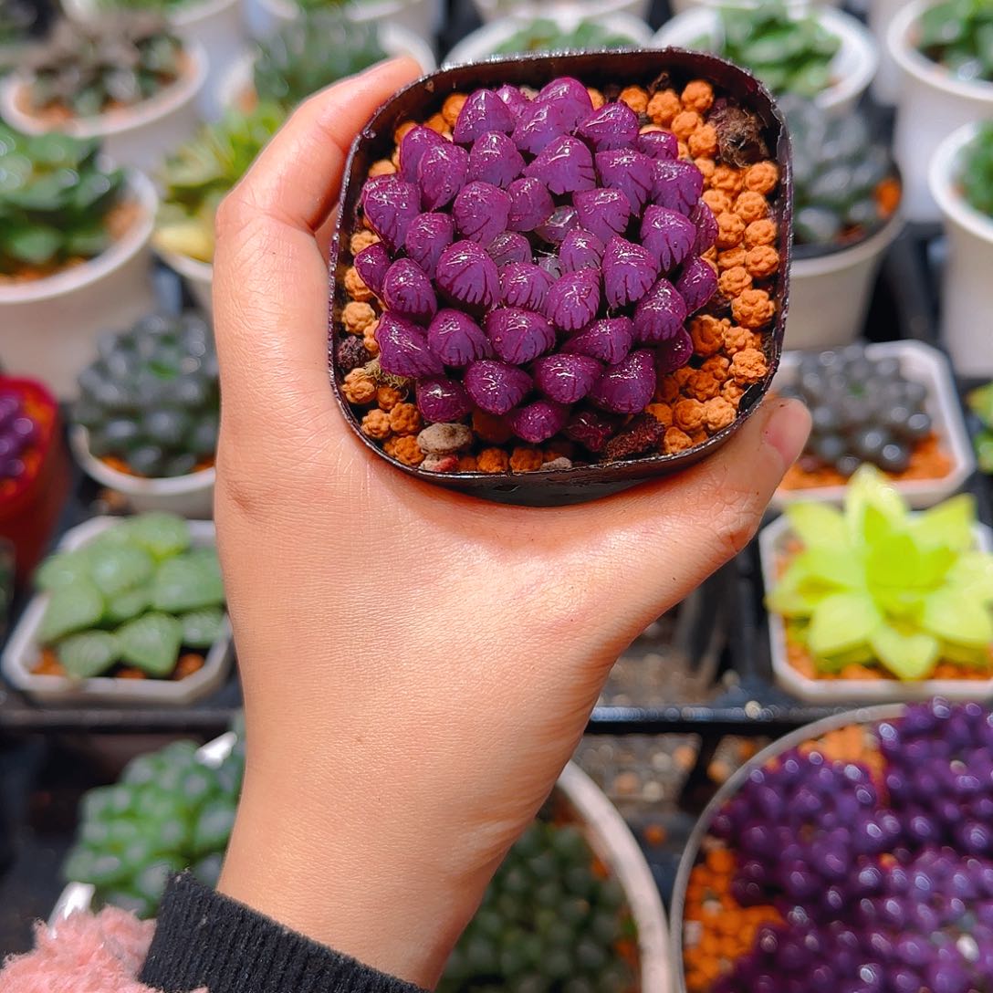 紫宝石冰灯玉露，原盆