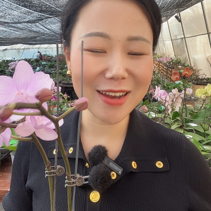 无花朵神仙姐姐蝴蝶兰