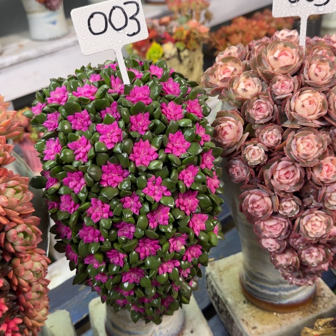 这个是真的003可可爱