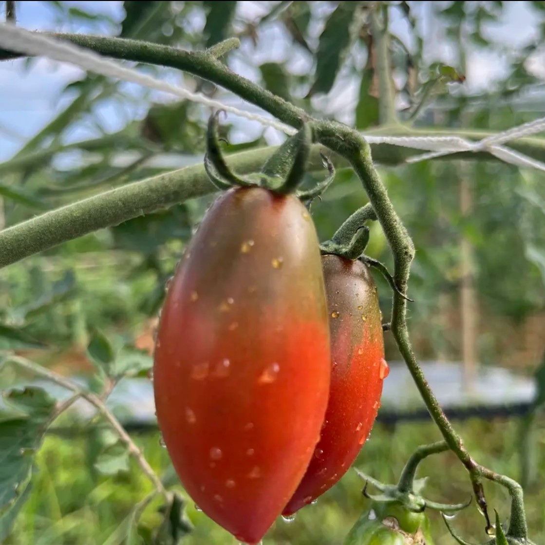顺丰包邮广东汕尾陂洋三领农户子弹头小番茄汁水丰富脆爽酸甜适可广东省