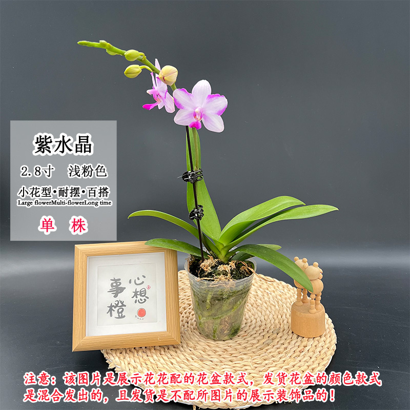 【紫水晶福利款】夏天品种带清香蝴蝶兰开花株小花型室内客厅桌面