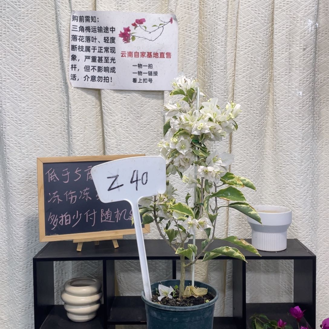 大量花朵（建议范围：8朵-15朵 或40%以上）银边白Z40