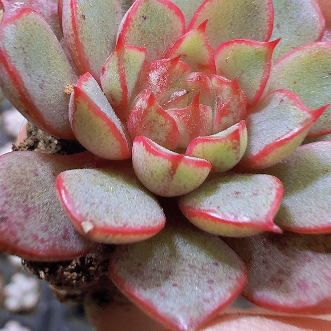 向日葵5个19包邮多肉