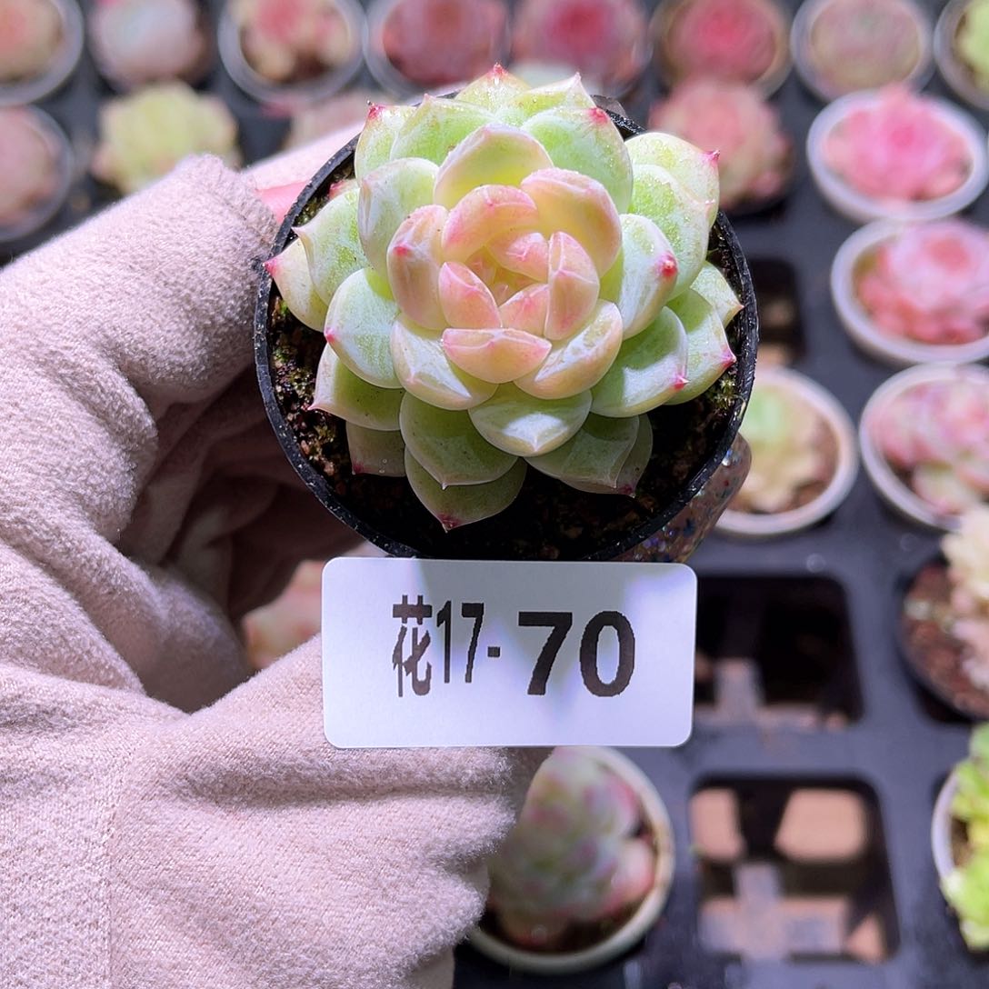 花利美17-70新品单头