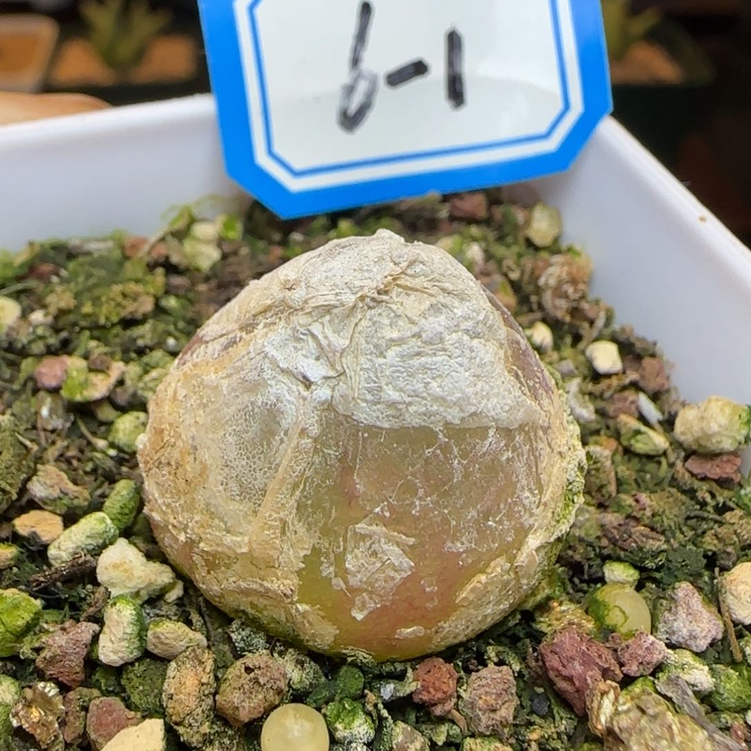 灯泡2.2带盆土发货。