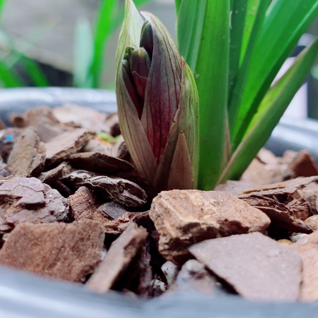 大部分花苞少量开放