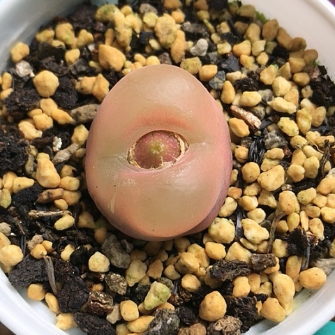 多肉肉锥 水蜜桃