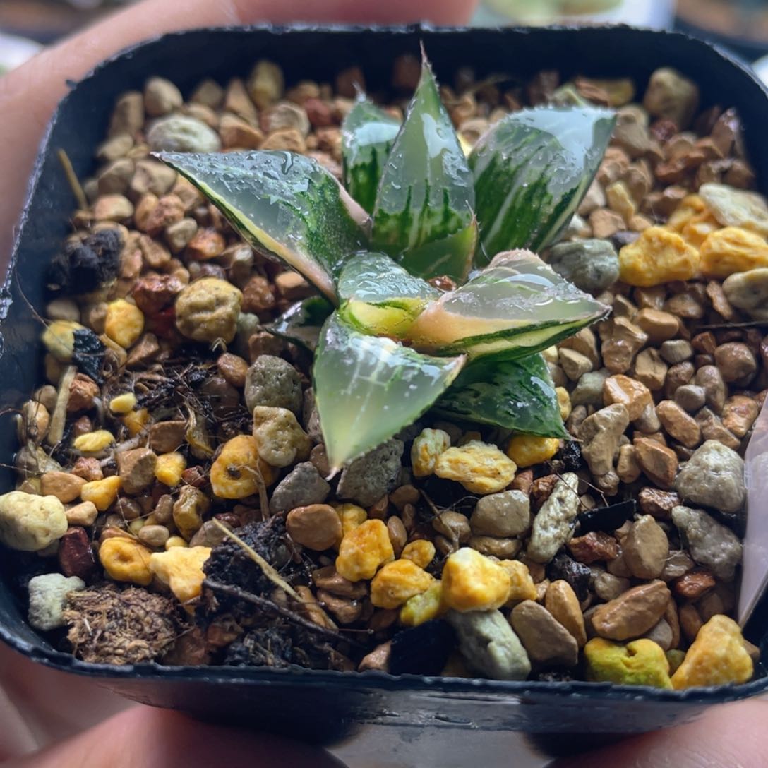 19.十二卷多肉酒吞童子锦。