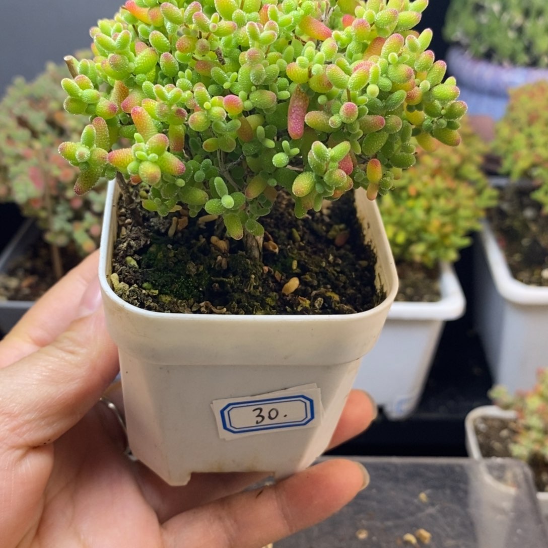 完全开放30号蜜橘糖球（6.5cm）