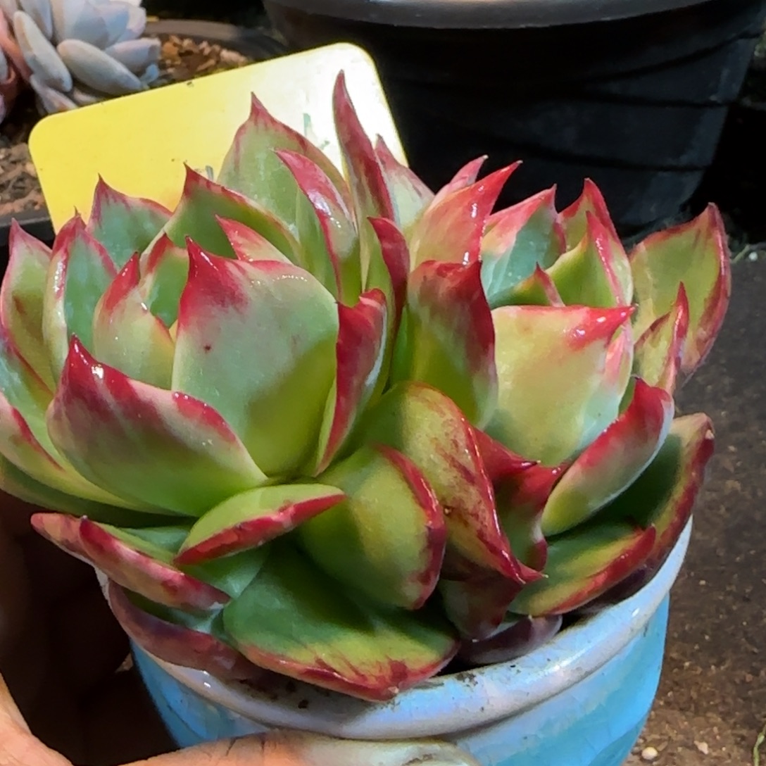 惊鸿一物一拍包装收缩花旱454