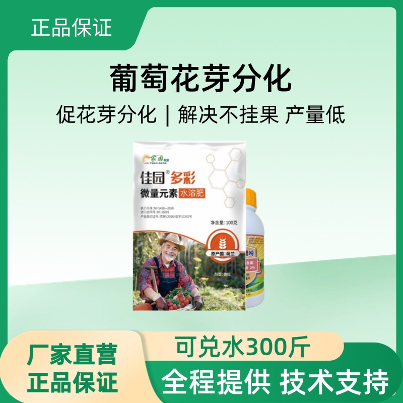 葡萄穗满园花芽分化促花芽分化养分回流