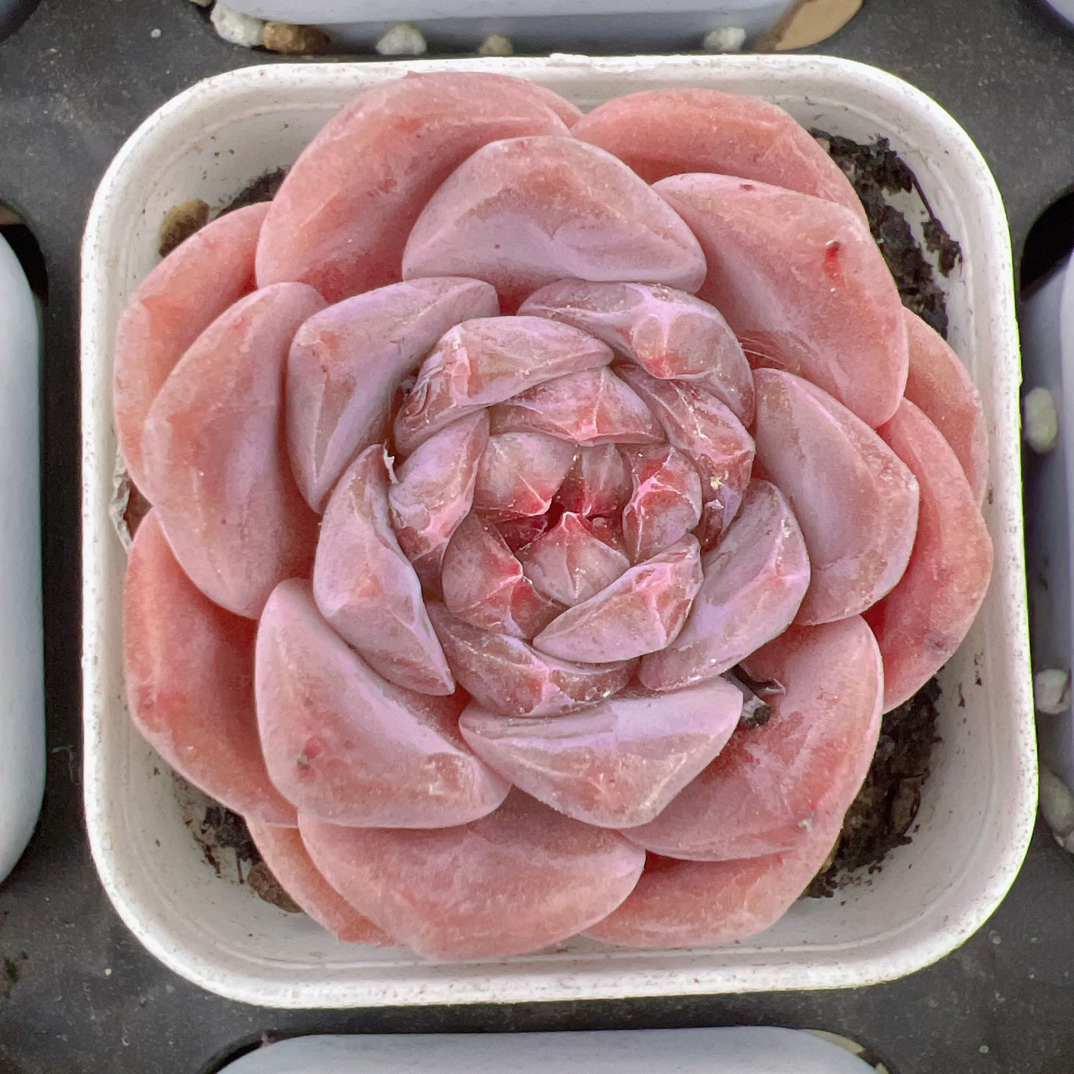 C款无石农场50#单头-带盆土