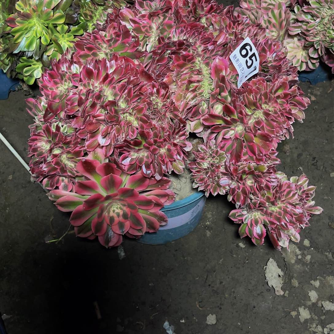 法师法师15–26包邮法师