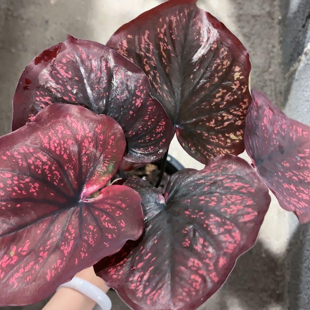 75-0120彩叶芋泰国发货