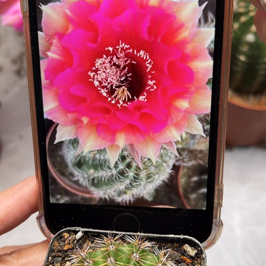 彩草99号3公分左右带根