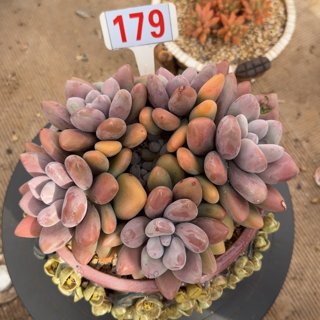 179。     原始虞多肉