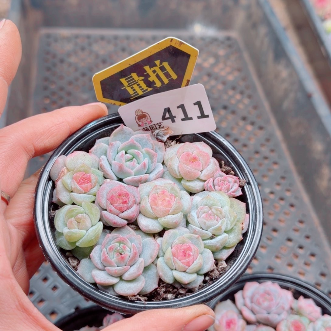 多肉植物多肉植物