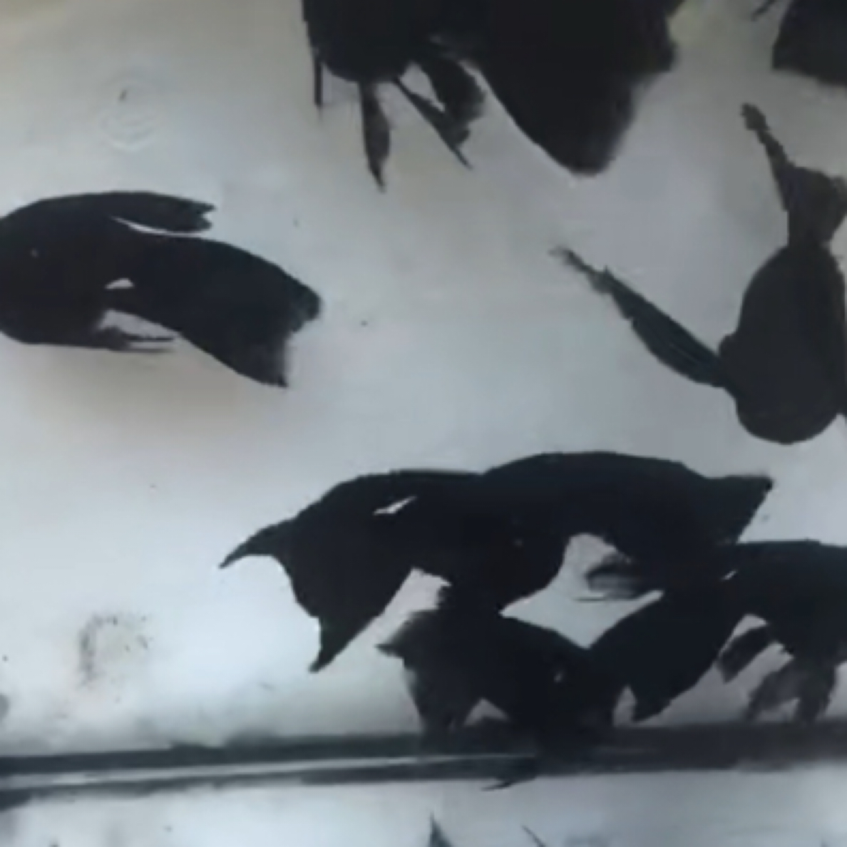 黑幽灵面纱越南进口玛丽以直播间为准