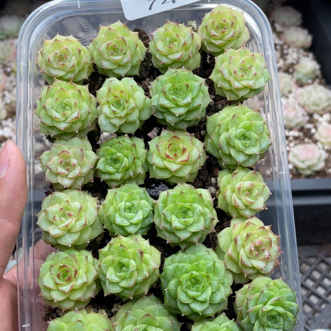 云糖心多肉植物747