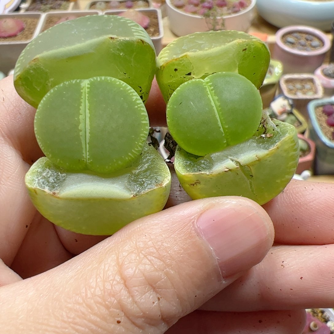 【闪购商品】107 绿光阳