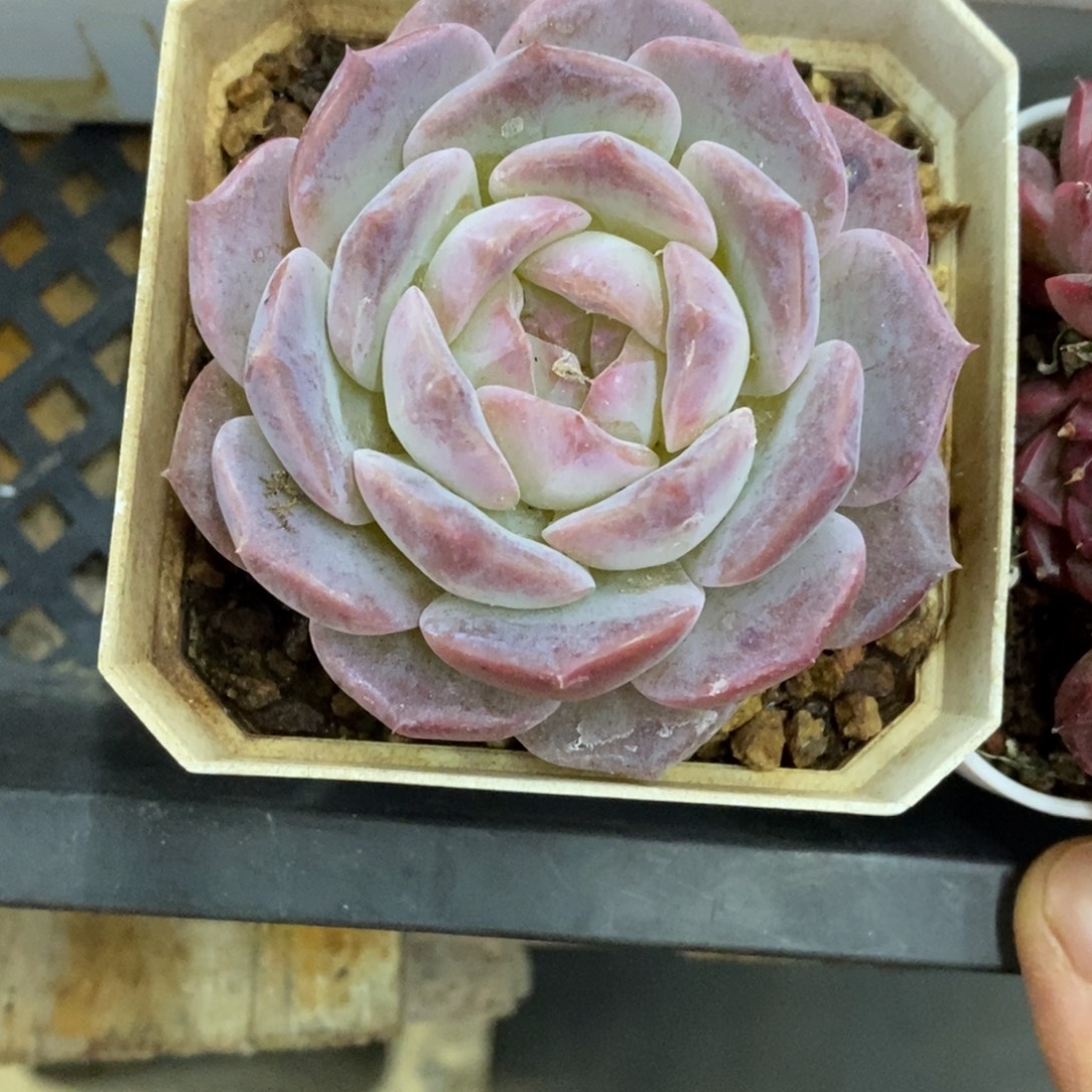 精品多肉一物一拍不包整344