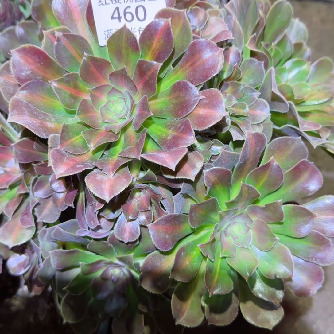 女巫中班法师多肉460