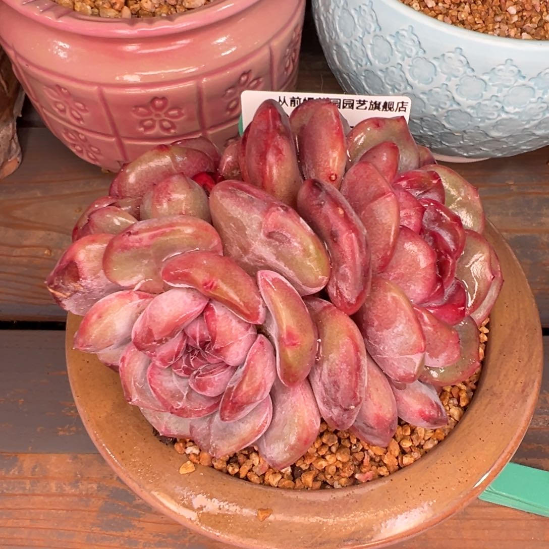 从前慢多肉精选编号0212.385