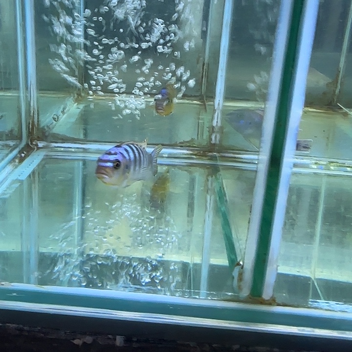 红***宇海水鱼37号11111111