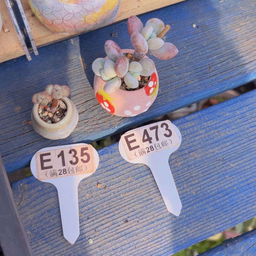 E473雪美人一物一拍