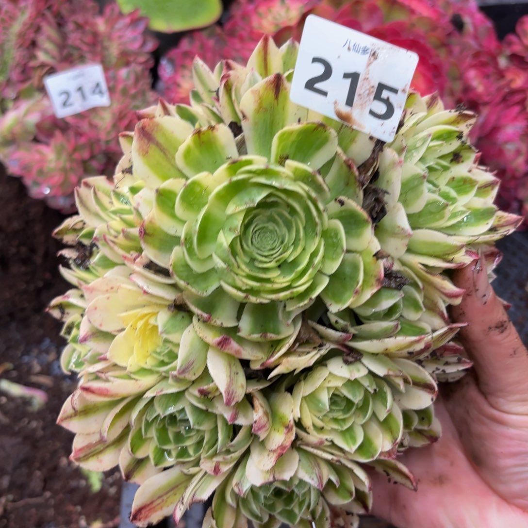 215多肉植物伊莉莎白
