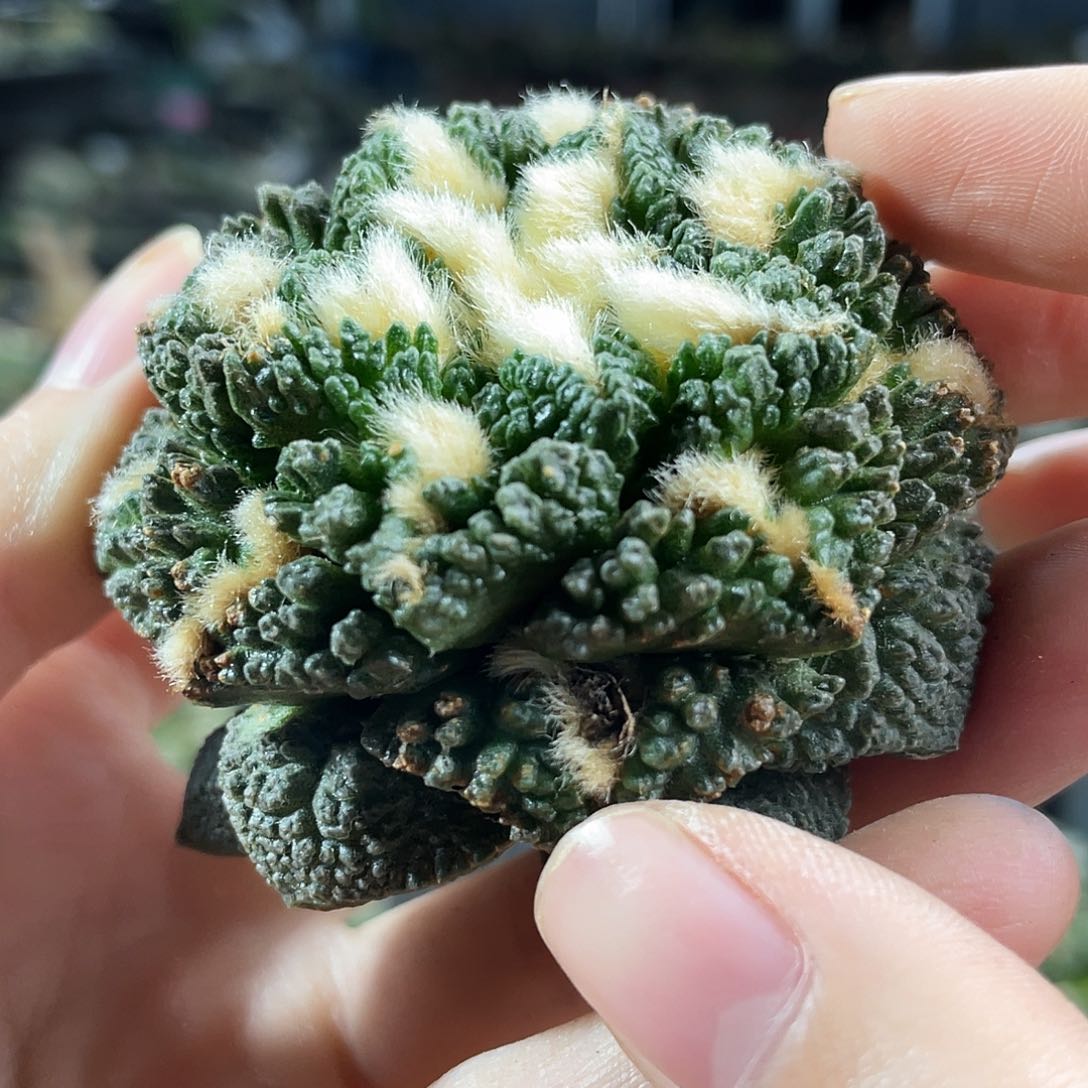 25日23号自根福利龟甲牡丹