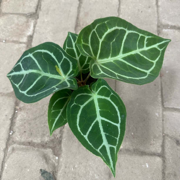 银刷子室内ins风观叶植物阳台耐阴常绿