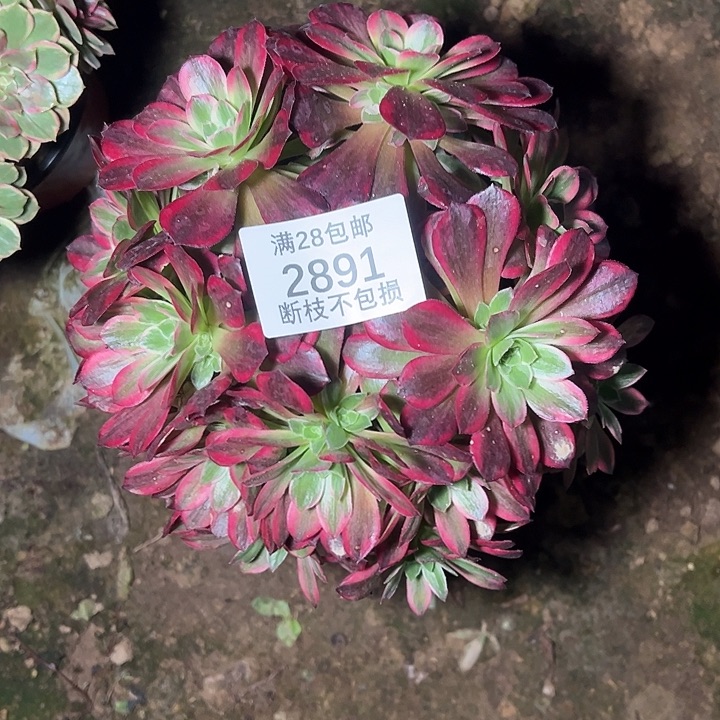 2891红玫瑰安娜多肉植物