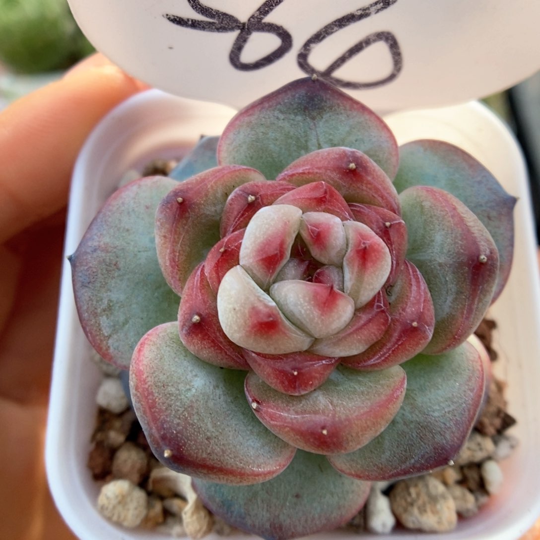 霞光可拍564号。  