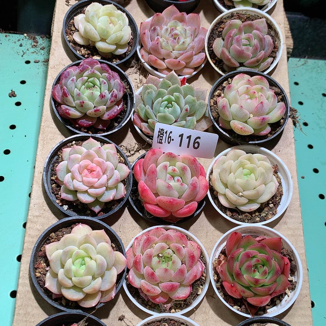 16-116一物一拍带盆18颗