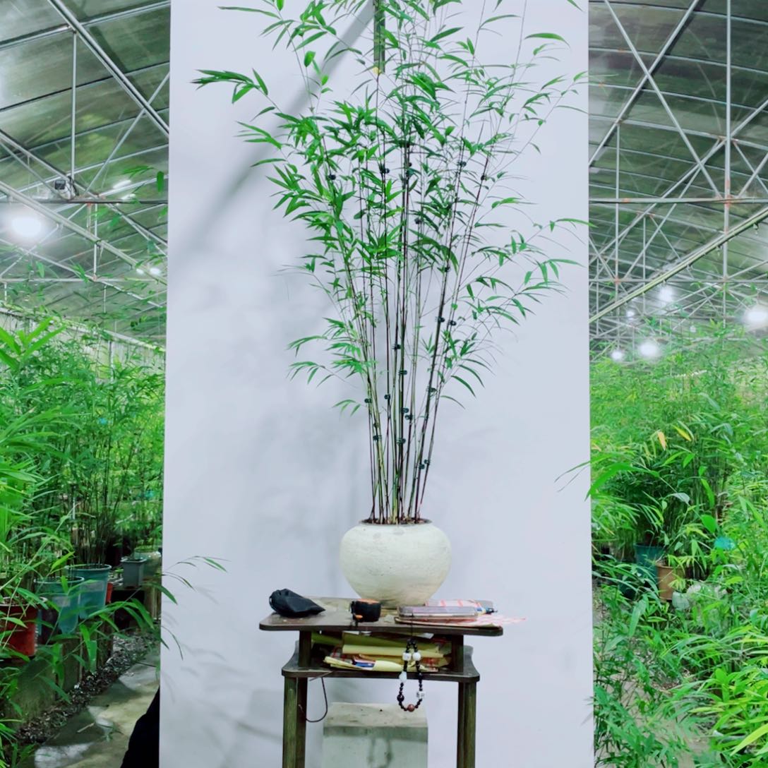 无花朵内门竹一物一拍