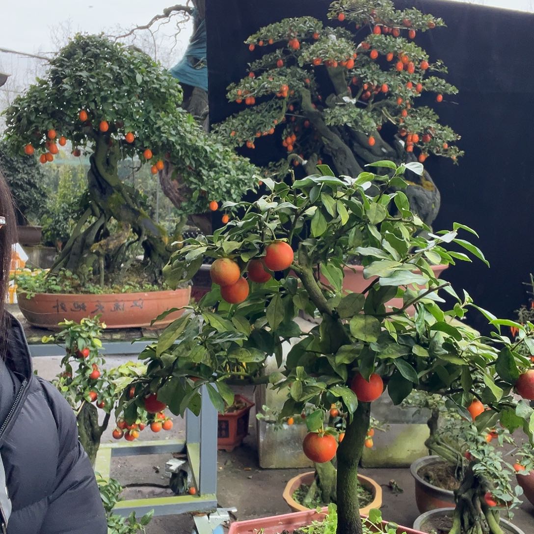 金弹子盆景喜欢的来来