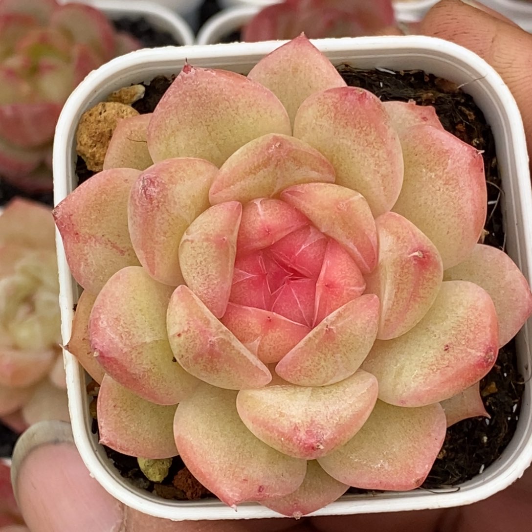 天官赐福百无禁忌