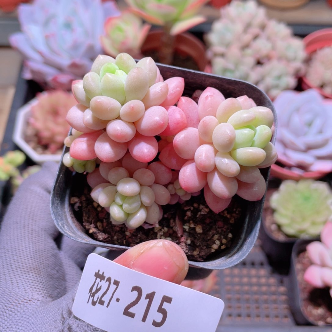 花利美27-215洛可可