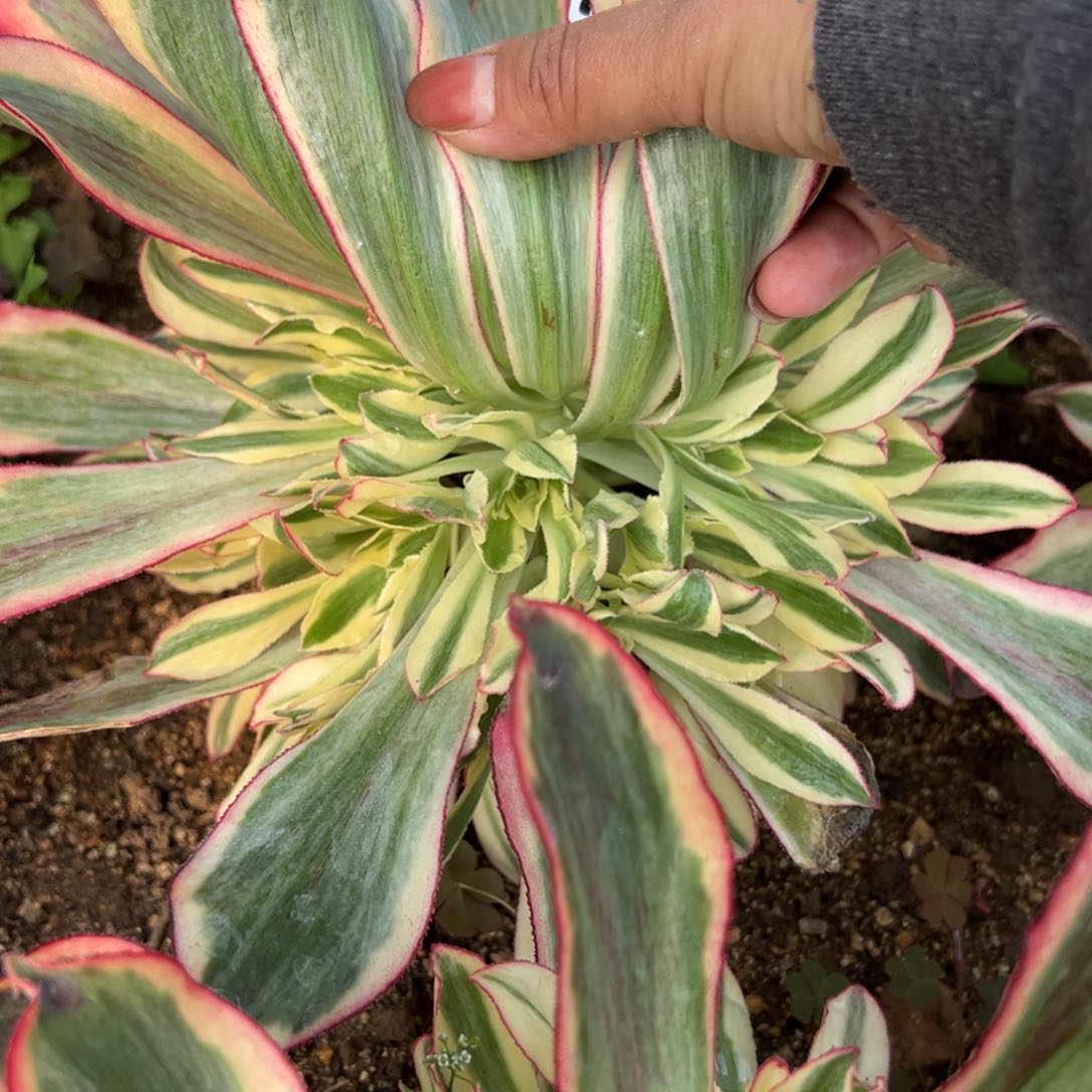 156魅影多肉植物一