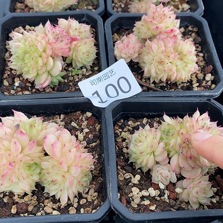 100 多肉植物盆栽花卉