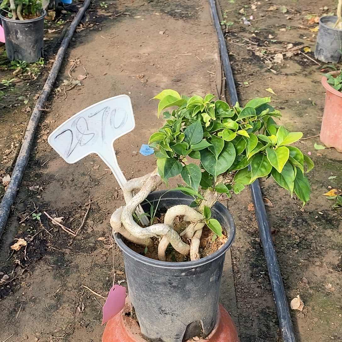 大部分开放少量花苞秀荣2870