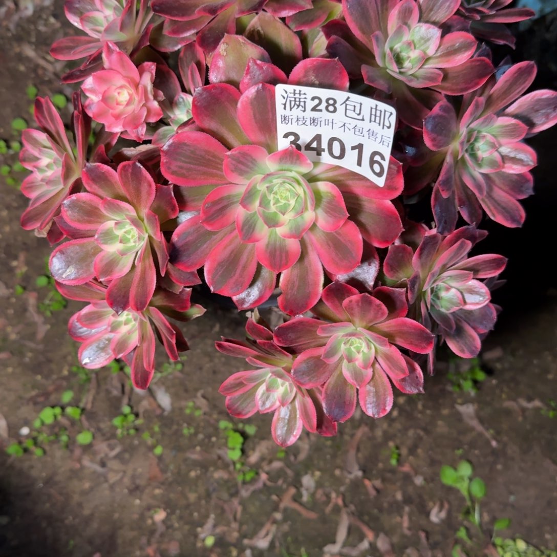 34016浣纱多肉植物