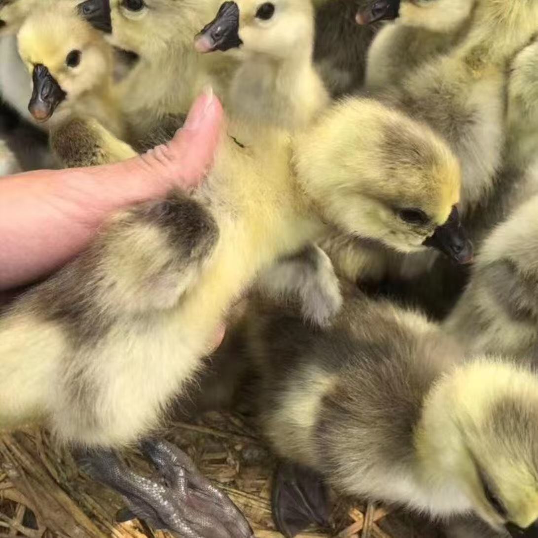 灰鹅小鹅苗活苗灰雁鹅出壳苗宠物包邮包活到家